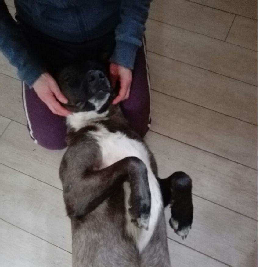 Massaggio rilassante per il cane