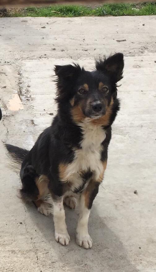 Daisy, una cagnolina abbandonata