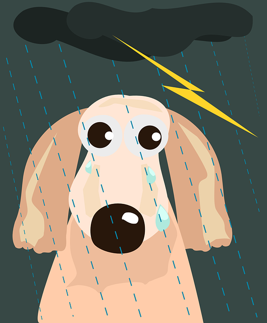 Perché i cani si rifiutano di uscire con la pioggia?