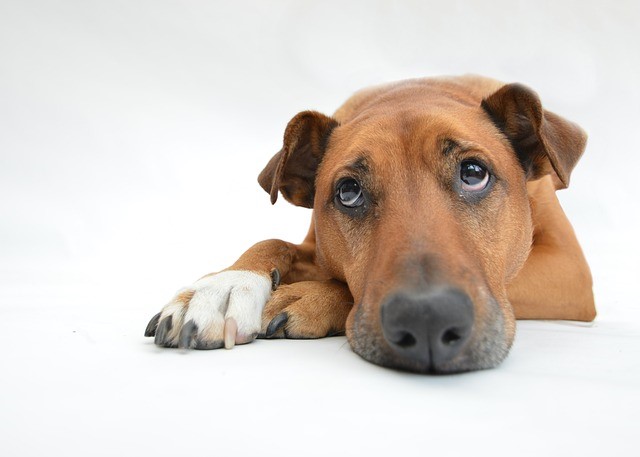 La Piroplasmosi del Cane