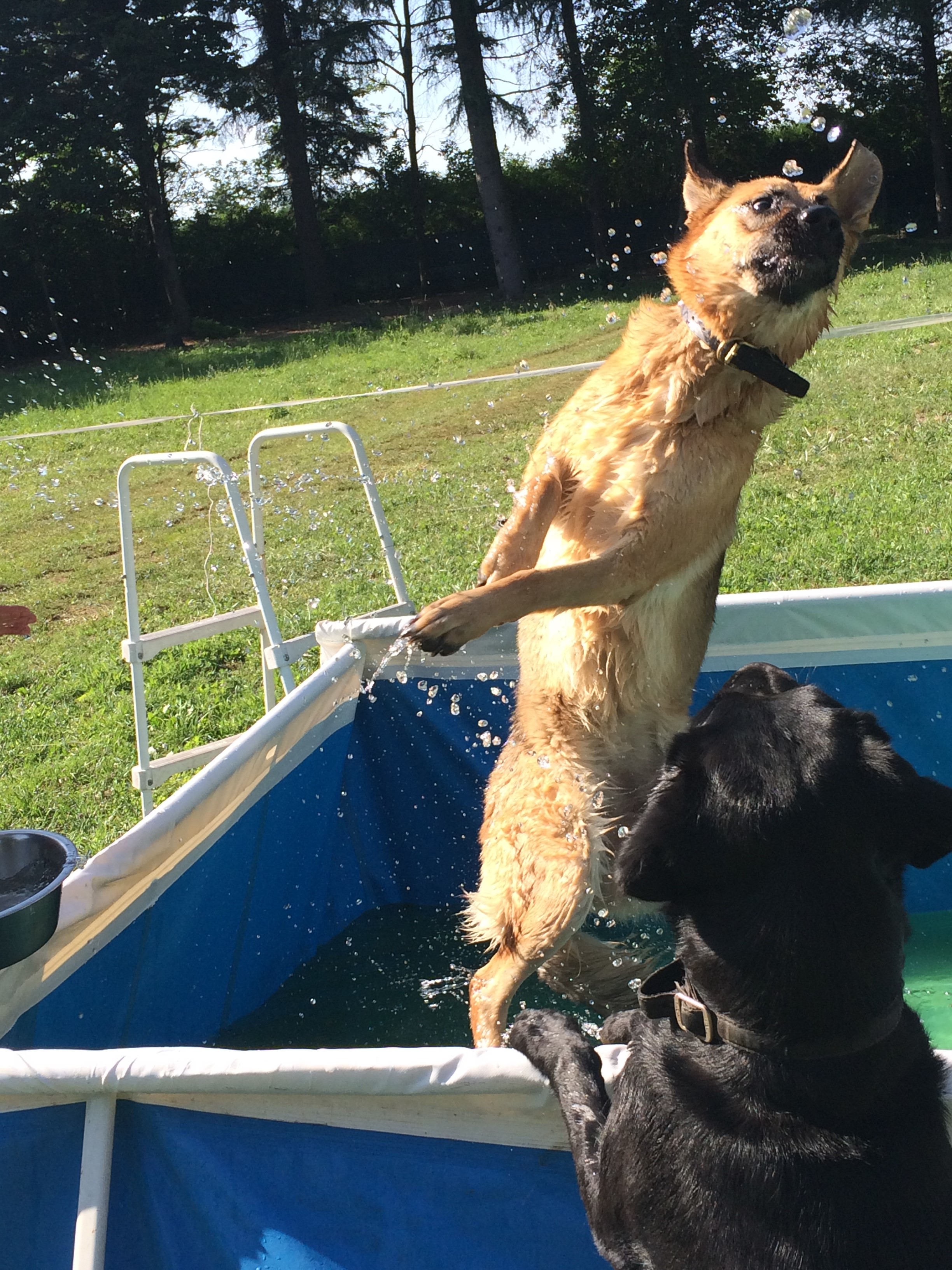 lasciare il cane a una persona di fiducia