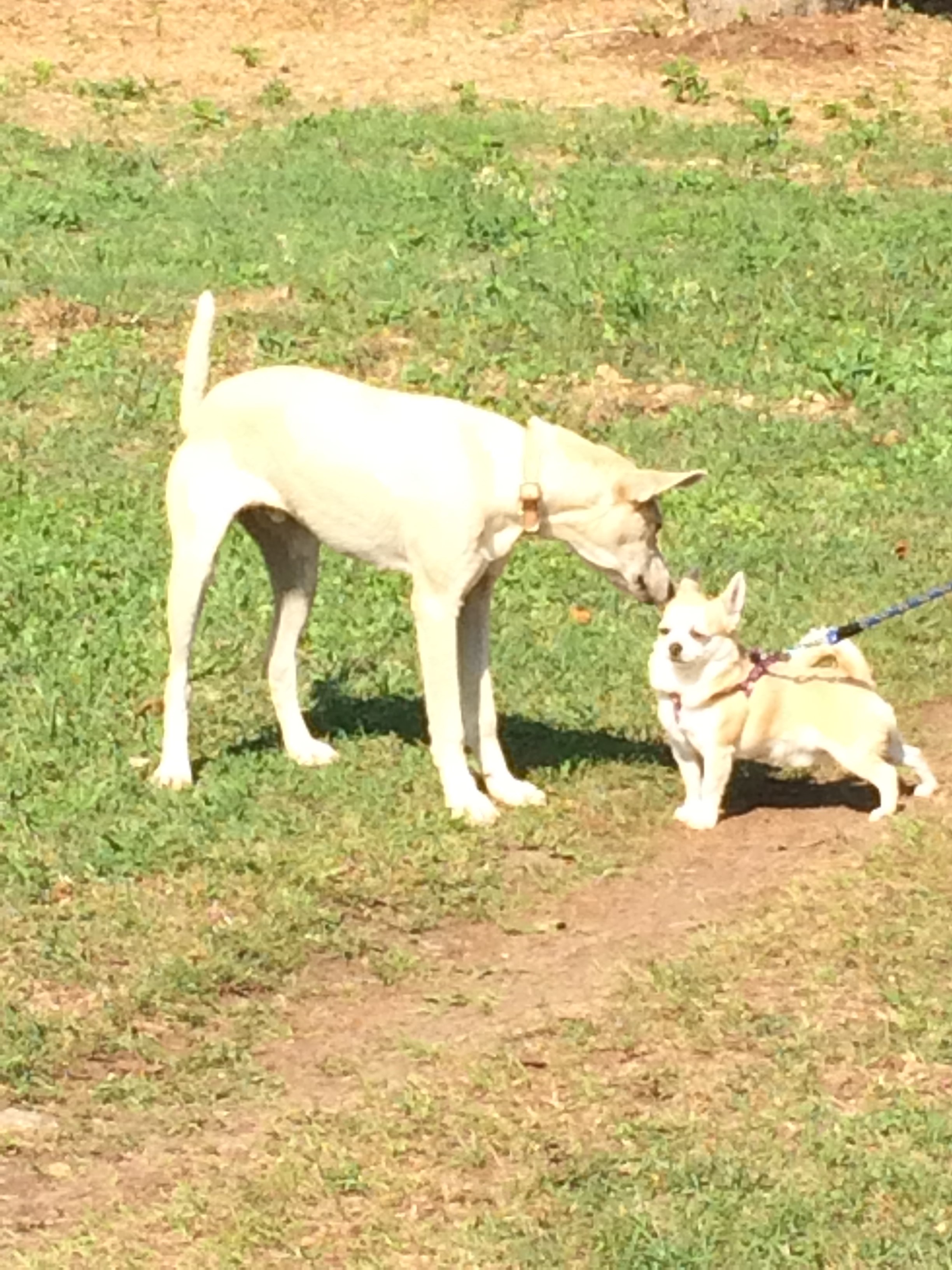 come comunica il cane