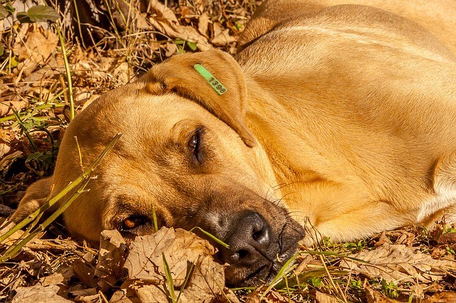 Ai Cani Piace il Sole?