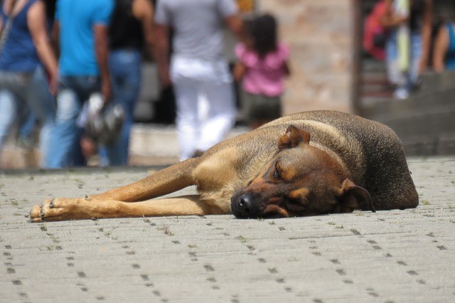 Il Business dei cani randagi