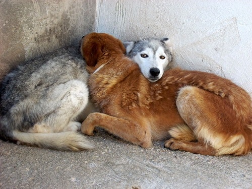 Arriva il freddo anche per i nostri amici cani